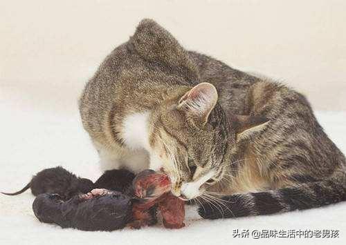 正规猫舍官网短脚猫:为什么我养的猫都活不过两个月？