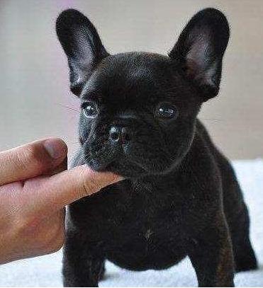 白色美国斗牛犬:纯种法国斗牛犬有哪些特征？