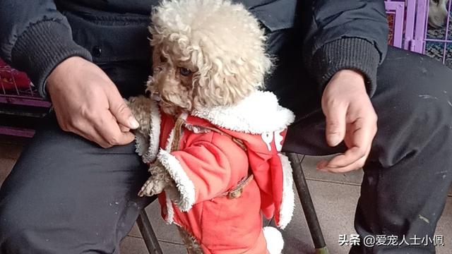 改变世界的犬类:狗是远古人类驯服狼后进化来的，还是狼自身进化而来的？
