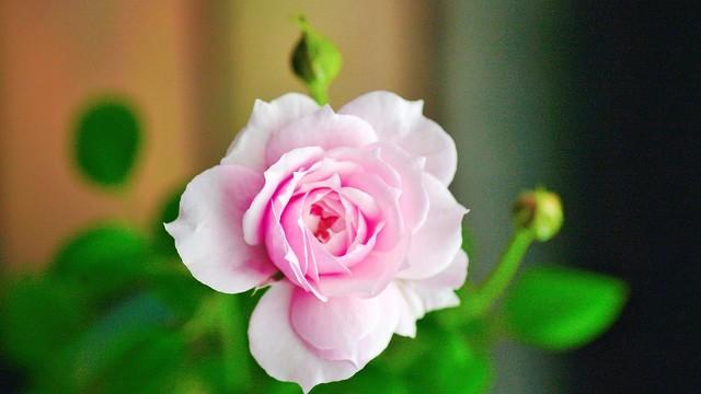 月季花品种介绍:月季花的品种都有哪些 盆栽月季花用什么品种好？
