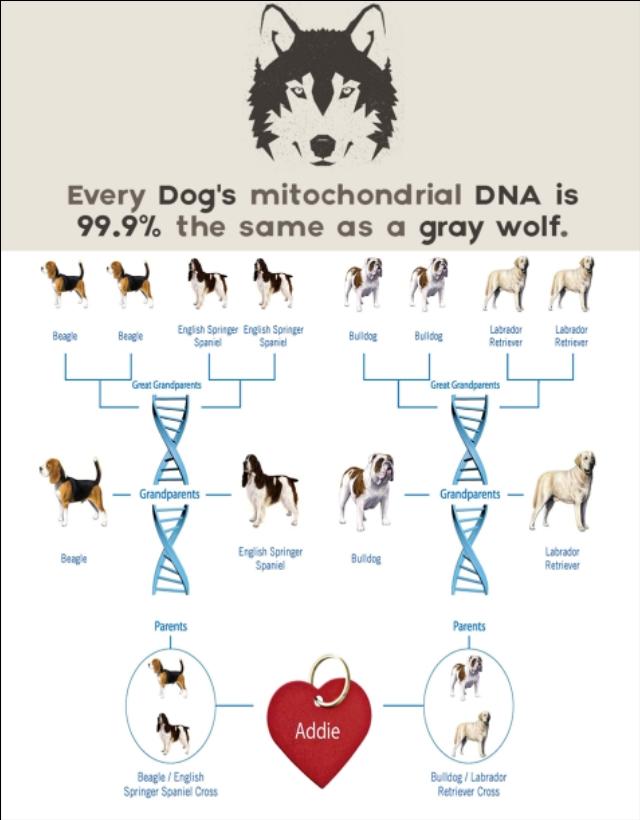 狗和狼的DNA一样吗？插图34