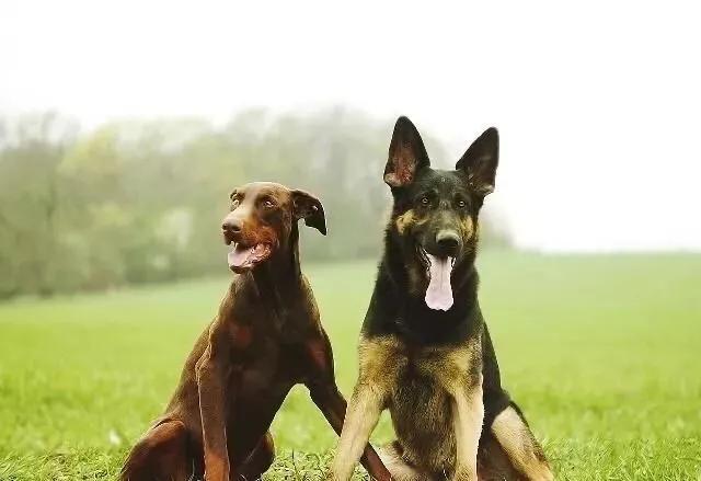 伯恩山犬和边牧:为什么德牧能当军警犬，而边牧不行？