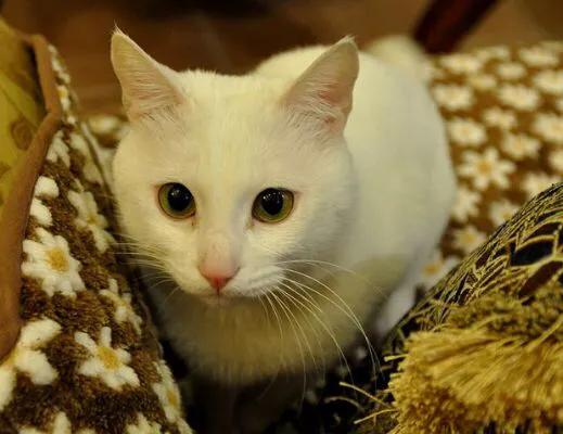 女生养猫好吗:一位喜欢猫猫的女性，她是什么样的性格？
