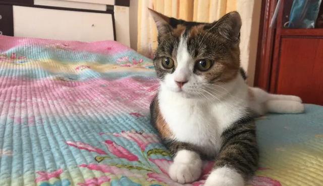 我的狗朋友是猫:为什么有人喜欢养狗，不喜欢养猫？