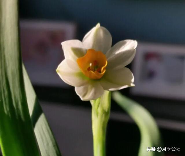 悟空问答 水仙花开花后根如何处理 逗泥丸的回答 0赞