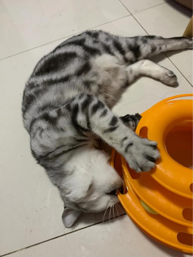 为什么我家猫不会埋屎:猫咪拉完屎不盖屎为什么？