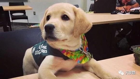介助犬的遗言高清:治疗狗对焦虑症人群发挥了怎样的作用？