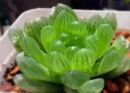 姬玉露和草玉露的区别:刚入手十天左右的玉露边缘叶子出现化水，应该如何处理？