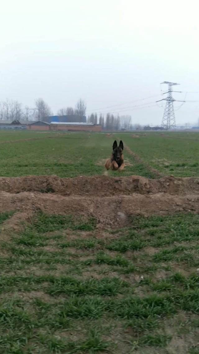 沙皮犬俱乐部:应不应该拯救中华田园犬？