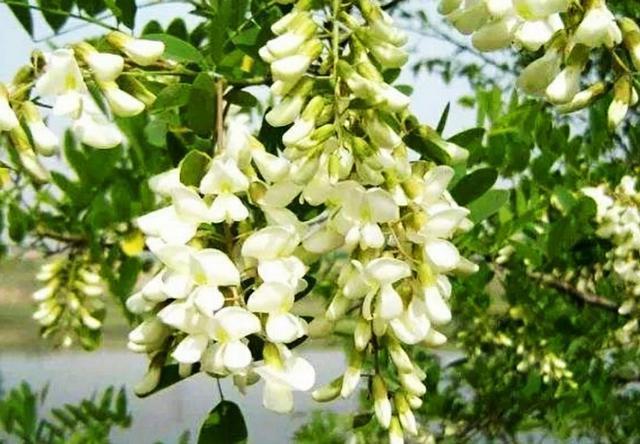 洋槐:洋槐树 过去的人们为什么爱采食洋槐花？你吃过洋槐花吗？