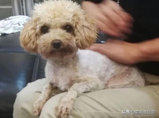 灰色泰迪犬图片:灰泰迪的皮肤是什么颜色？ 正宗灰色泰迪犬图片