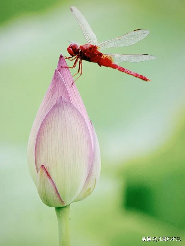诗词摄影,如何拍摄出"小荷才露尖尖角,早有蜻蜓立上头"的唯美画面?