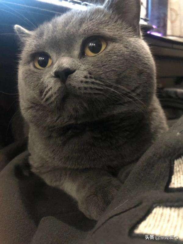 养猫的坏处:养猫有给你的生活带来不同吗？