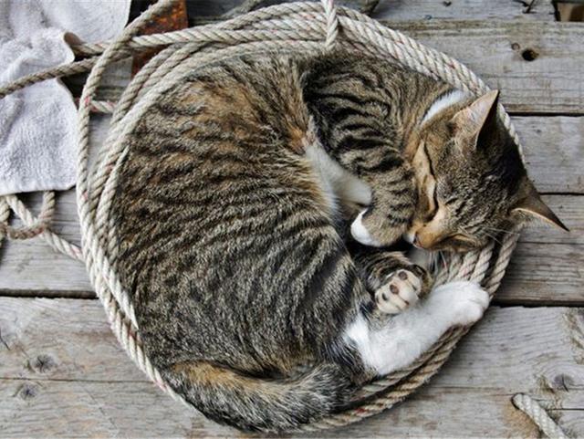 猫救小主人:猫咪新到家如何避免应激反应？ 猫救小主人电影
