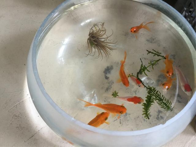 如何避免荷花缸里起绿苔 头条问答