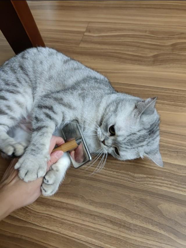 养猫记 by angelo:有人说猫是奸臣，它到底与主人有感情吗？