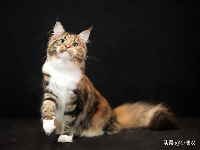 缅因猫颜色排序:这种属于缅因猫的哪一种啊？你怎么看？ 缅因猫颜色种类