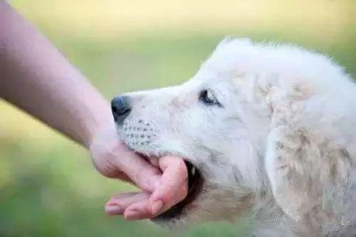 狂犬疫苗副作用:打了狂犬疫苗要注意什么？