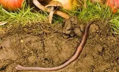 巨型蚯蚓有多长，蚯蚓在地下面怎么生活他吃什么东西，怎么繁殖的