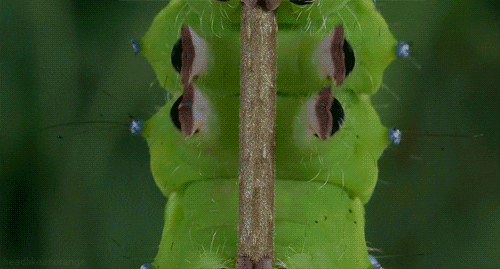 搞笑有趣的GIF图片：虫是这样爬行的呀！莫名的可爱呢！