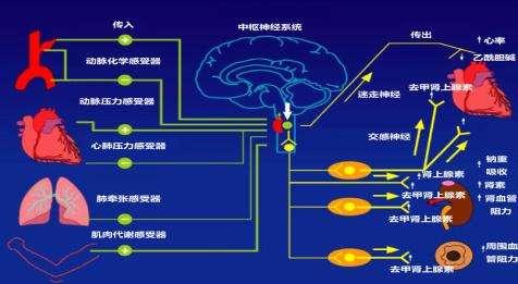 心率变异性怎么解读，什么叫“窦性心律”？会影响身体吗？