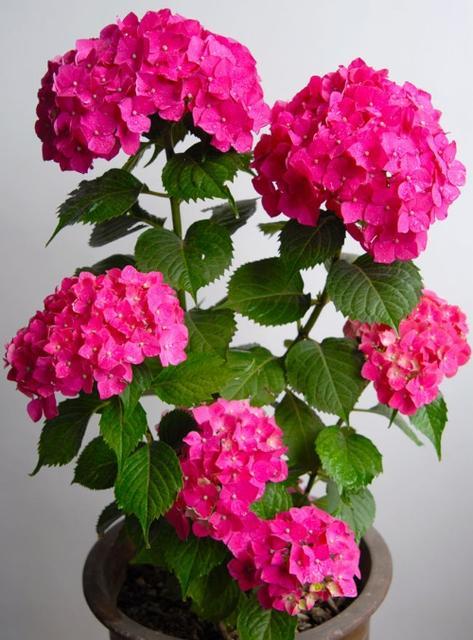 八仙花图片:银边八仙花图片 绣球到了花期还不开花该怎么做？