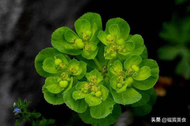 农村到处可见的黄花多汁的野菜能食用吗？(如图)？