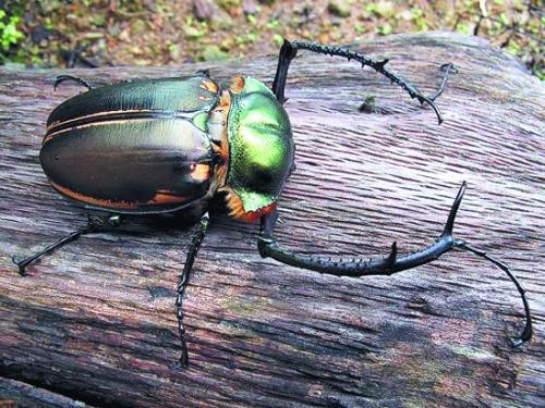 最贵鹿角虫:世界上最贵的昆虫是什么？