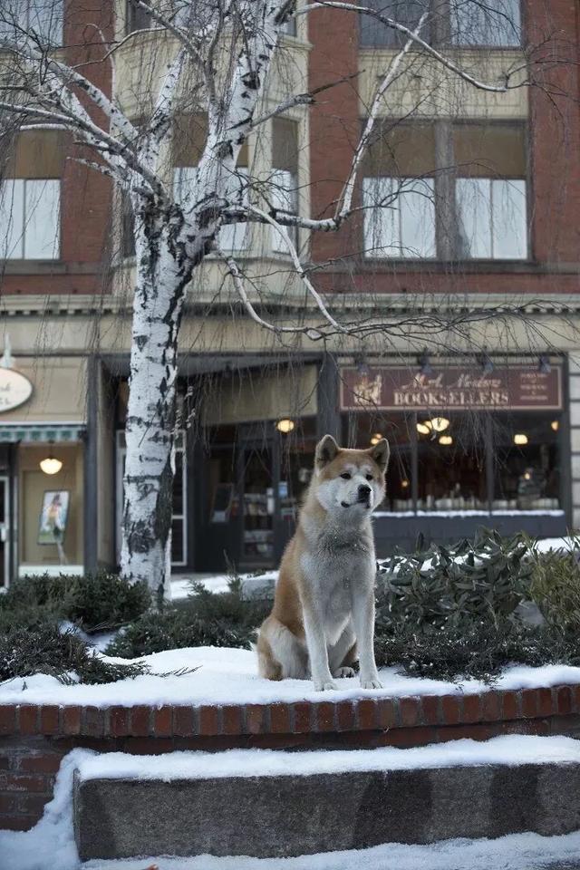 忠犬八公观后感:有哪些想到或者看到名字就想哭的电影？