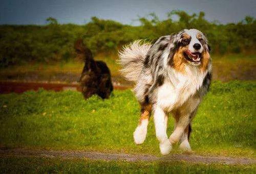 法兰德斯牧牛犬怎么样:澳洲牧羊犬一共有几种颜色？养过的人讲一下它的优缺点吧？
