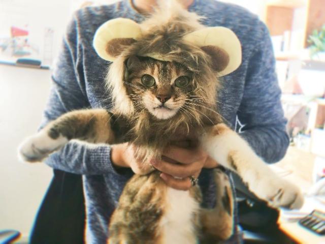 地中海孟加拉猫舍:想养一只猫，大家有没有什么推荐的？ 德国比较好的布偶猫舍