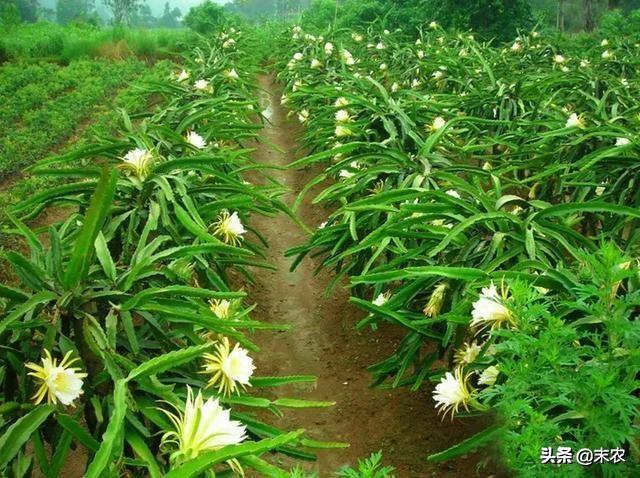 火龙果种植方法(火龙果种植方法和后期养护)