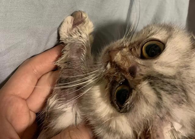 折耳虎斑猫的特点:猫猫耳朵很小，是折耳猫吗？如何辨别呢？