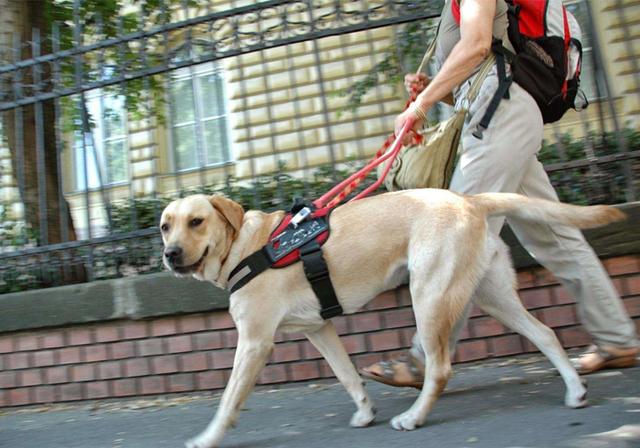 导盲犬:训练一条合格导盲犬需要多少钱？一般盲人能承受价格吗？
