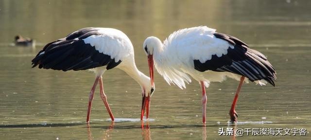 “驴头狼”已灭绝50万年，却又出现在神农架地区，这警示着什么？