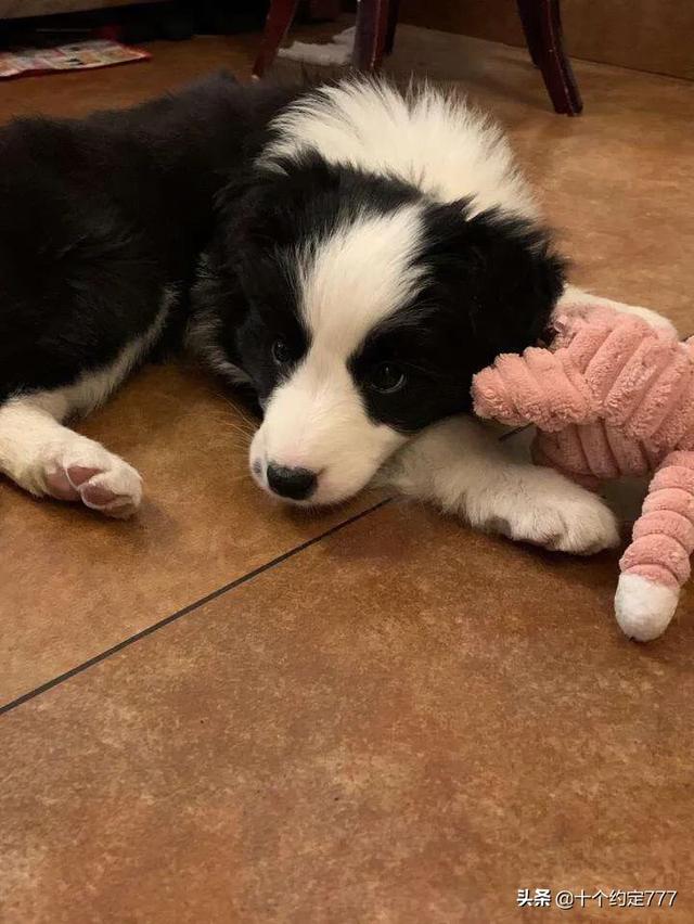 边境犬多少钱一只:想买边境牧羊犬，大概多少钱？