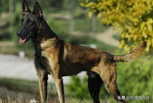 昆明狼犬凶猛吗:法国狼犬凶猛吗 世界上最可怕的四种狼犬是哪四种？有何依据？