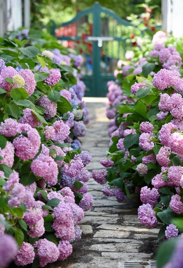 供应八仙花:东陵八仙花 绣球花能调色吗，盆栽养护时，该注意些什么？