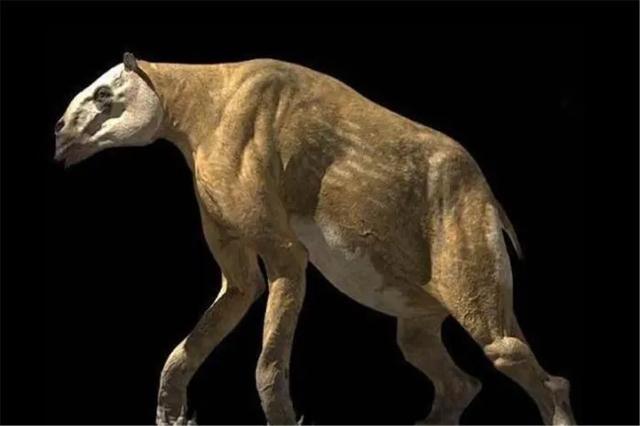 驴头狼真的存在吗，神农架发现“驴头狼”，它明明灭绝已久，难道又再次“复活”了？
