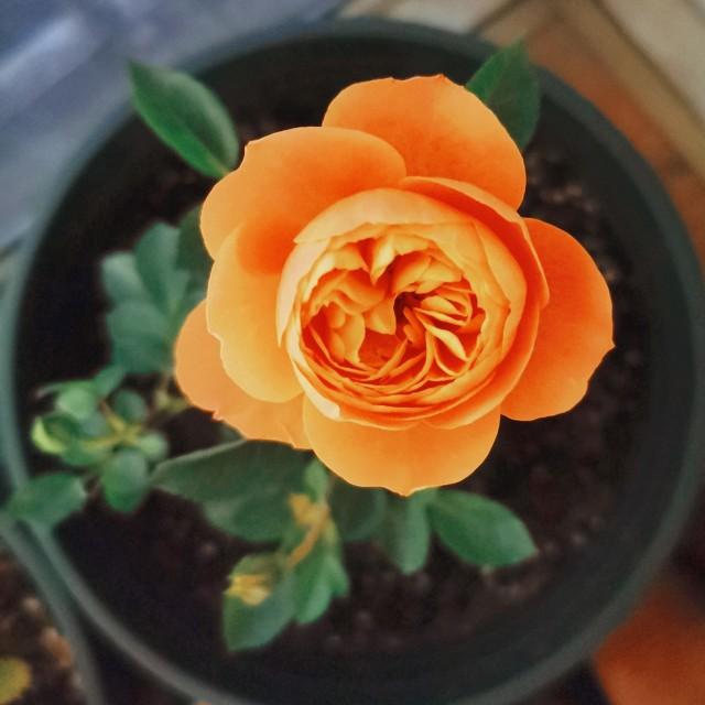 月季花品种介绍:月季花的品种都有哪些 盆栽月季花用什么品种好？
