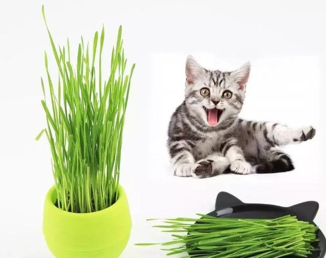 猫草:化毛膏和猫草有什么区别？