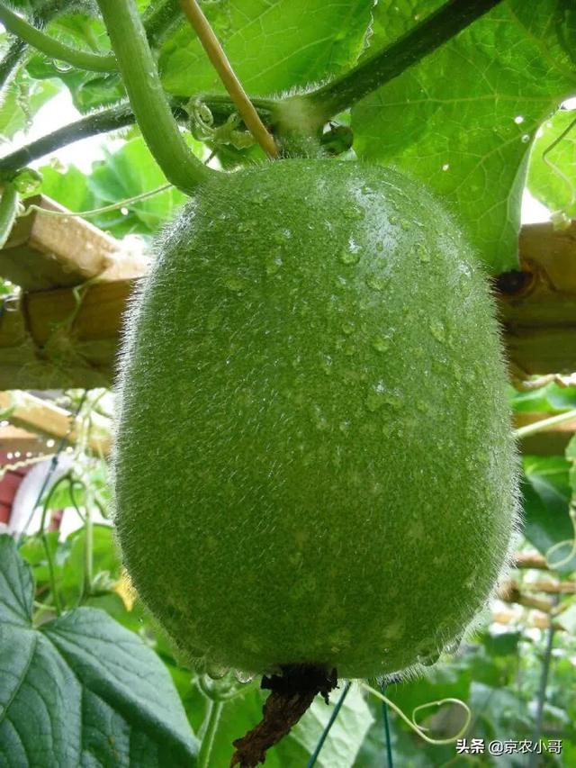 头条问答 种冬瓜要剪侧枝吗 27个回答