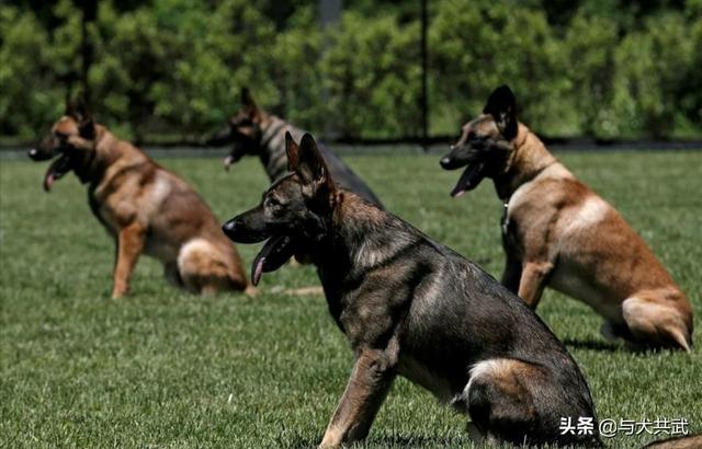 北京马犬警犬:为什么现在越来越少人养马犬？