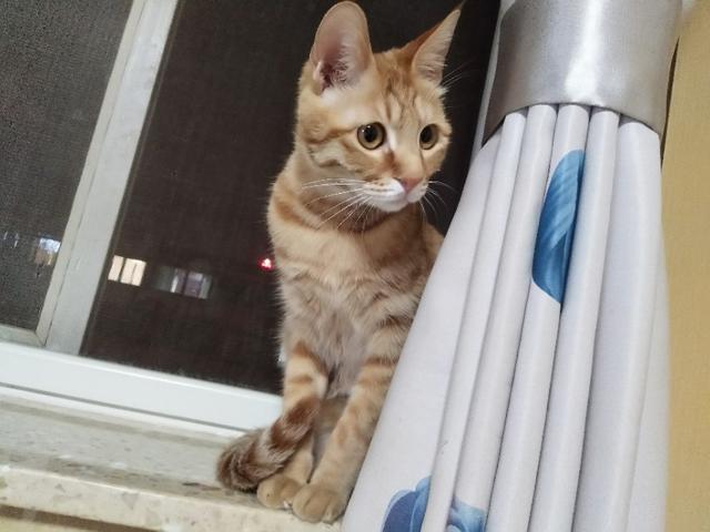 头条问答 我家猫几乎不叫正常么 如颖随行1006的回答 0赞