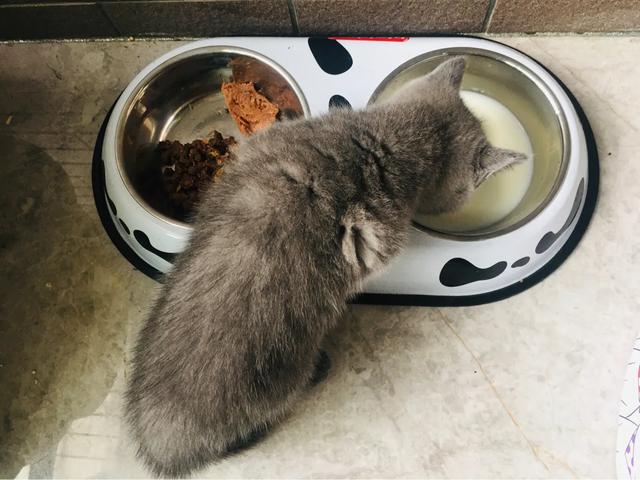 小猫吃了膨润土猫砂:小猫吃了膨润土猫砂怎么办 小奶猫总吃猫砂怎么办？急？
