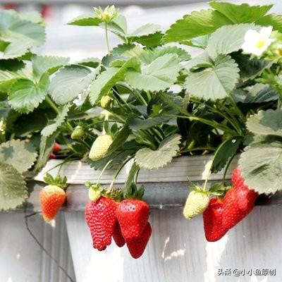双色草莓和紫草莓混养:双色草莓可以和什么鱼混养 草莓重茬种植常死苗，怎么办啊，有哪些防止方法？