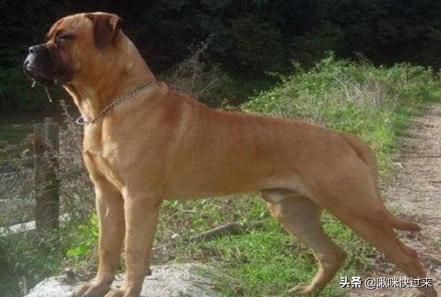 马士提夫獒犬比特犬:世界上的四大金刚猛犬是哪四种狗？为什么？