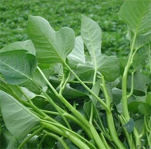 头条问答 农村种植的空心菜 有多少种类 哪种更适合农民种植 18个回答