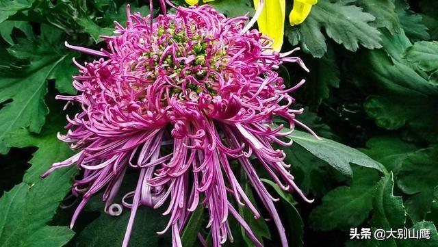 最旺家的六种花草,养花的屋里必须养臭海棠吗？