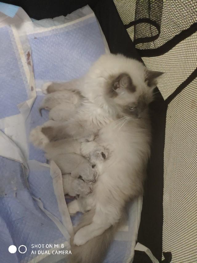 猫舍和宠物店区别:怎么分辨后院和正规猫舍啊？
